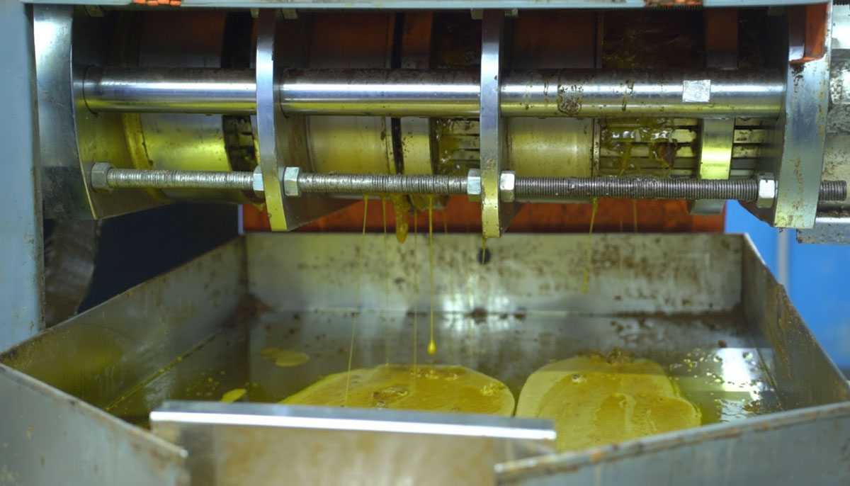 Golden Mustard Oil Flowing Through the Press
