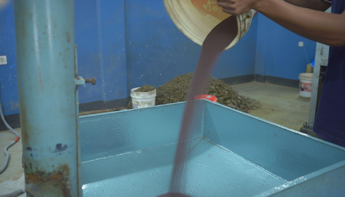 Raw Mustard Seeds Fed into the Crushing Hopper